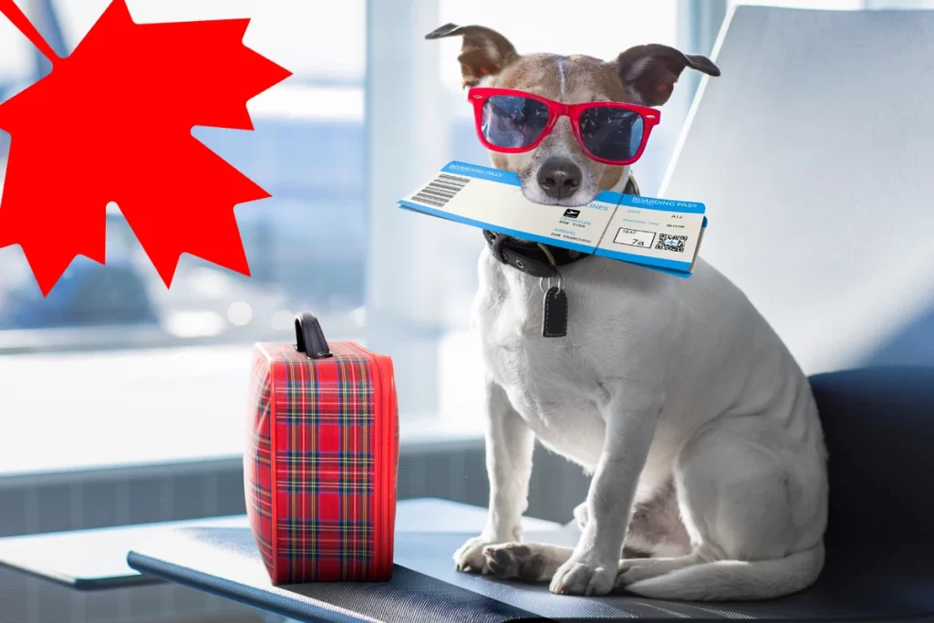 حیوان خانگی دارید و به زندگی در کانادا فکر می‌کنید؟ این نکات را جدی بگیرید!