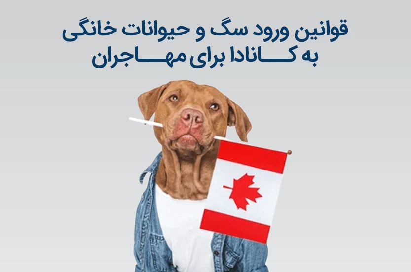 حیوان خانگی دارید و به زندگی در کانادا فکر می‌کنید؟ این نکات را جدی بگیرید!