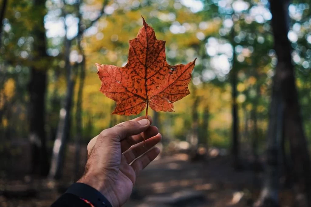 ۱۰ تصور غلط رایج درباره مهاجرت و زندگی در کانادا؛ واقعیت‌های پنهان پشت رویاها